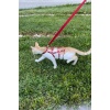 CLZ41 Full Body Kedi Harness, Kedi Gezdirme Tasması, Kedi Sokak Tasması - Ürün Rengi:Kırmızı