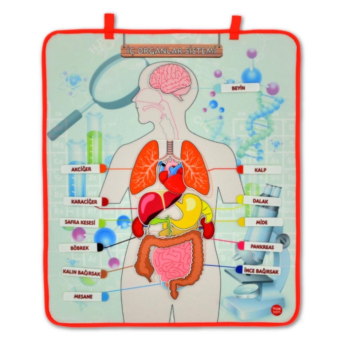 CLZ247 4 Set  127 Parça  İskelet , İç Organlar Sistemi , Takvim ve Duyguları Öğreniyorum Keçe Cırtlı Duvar Panoları , Eğitici Oyuncak