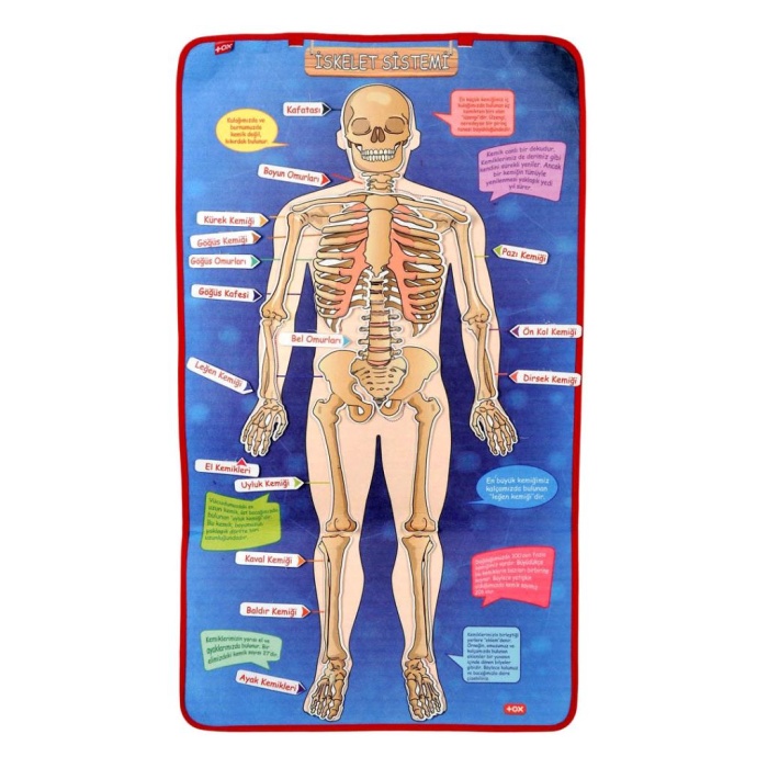 CLZ247 4 Set  127 Parça  İskelet , İç Organlar Sistemi , Takvim ve Duyguları Öğreniyorum Keçe Cırtlı Duvar Panoları , Eğitici Oyuncak