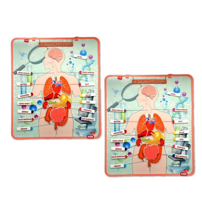 2 Set - 52 Parça  İç Organlar Sistemi Keçe Duvar Panoları , Eğitici Oyuncak