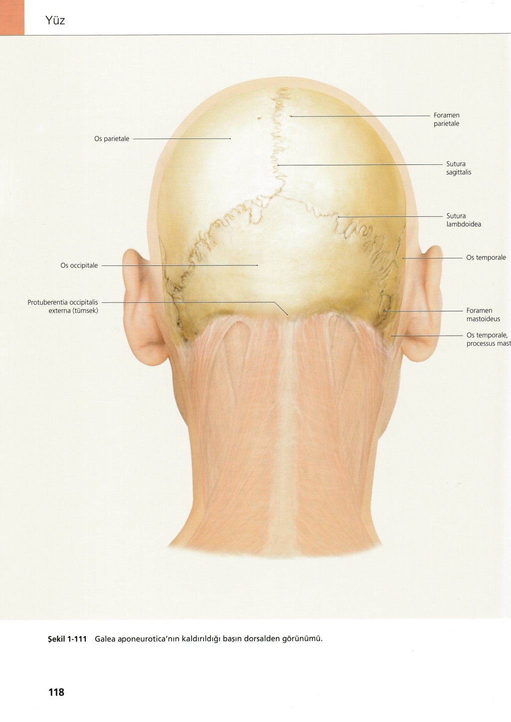 boğaz boyun anatomisi