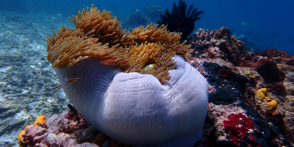  DÜNYA DENİZLERİ İÇİN BİR ÇALIŞMA  (Crown of Thorns Starfish (COTS) 