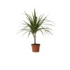 Dracena Marginata Bitkisi - Madagaskar Dragon Ağacı 50-60 Cm