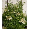 Sarmaşık Ortanca Hydrangea anomale Petiolaris, İTHAL, Saksıda