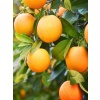 Portakalı Fidanı, Yafa Şamoti Portakalı Citrus × sinensis Jaffa, 80-100 cm,(3 yaş)