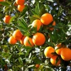 Portakal Fidanı VALENCİA Citrus sinensis Valencia, +120 cm, Tüplü(3 yaş)