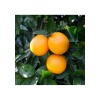 Portakal Fidanı VALENCİA Citrus sinensis Valencia, +120 cm, Tüplü(3 yaş)