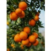 Portakal Fidanı WASHİNGTON Citrus sinensis Washington, +3 Yaş, +120 cm, Tüplü