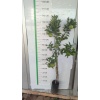 Portakal Fidanı WASHİNGTON Citrus sinensis Washington, +3 Yaş, +120 cm, Tüplü