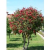 FIRÇA ÇALISI- Kırmızı (Callistemon Laevis)Boy 1,5m