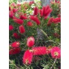 FIRÇA ÇALISI- Kırmızı (Callistemon Laevis)Boy 1,5m