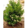 Parlak Yapraklı Kartopu(YAĞLI KARTOPU) – Viburnum Lucidum // 100 - 130 Cm Çit Bitkisi