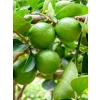 Limon Fidanı Misket Citrus aurantifolia Lime Misket Limon, 80-100 cm