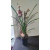 cymbidium orkide kahverengi renk