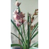 cymbidium orkide kahverengi renk