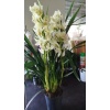 cymbidium orkide sarı renkli