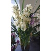 cymbidium orkide sarı renkli