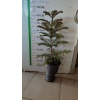 Salon Çamı Arokarya Araucaria Ev Bitkisi Ofis Bitkisi 70-90cm