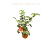 Kamelya Çiçeği İthal Camelia Japonica Kırmızı Çiçekli 50-60 Cm