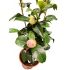 Kamelya Çiçeği İthal Camelia Japonica Kırmızı Çiçekli 50-60 Cm