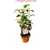 Kamelya Çiçeği İthal Camelia Japonica pembe Çiçekli 50-60 Cm