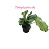 Dua Çiçegi (Calathea 40cm saksılı)ithal