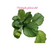 Dua Çiçegi (Calathea 40cm saksılı)ithal