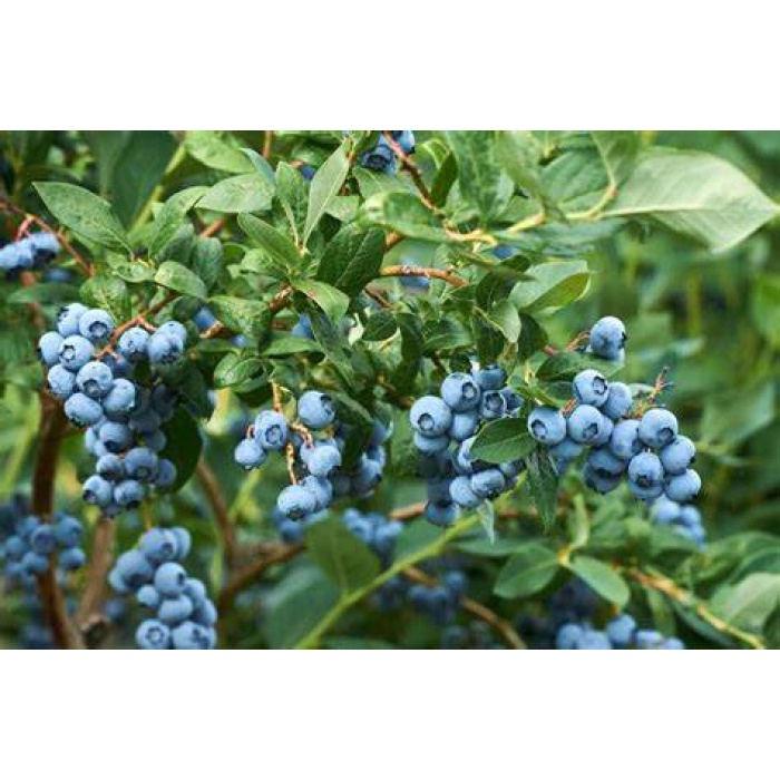 Yaban Mersini Fidanı Vaccinium corymbosum Elliott, +3 Yaş, 40-60 cm, Saksıda