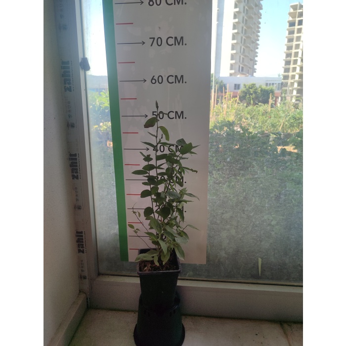 Yaban Mersini Fidanı Vaccinium corymbosum Elliott, +3 Yaş, 40-60 cm, Saksıda