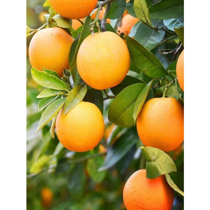 Portakalı Fidanı, Yafa Şamoti Portakalı Citrus × sinensis Jaffa, 80-100 cm,(3 yaş)