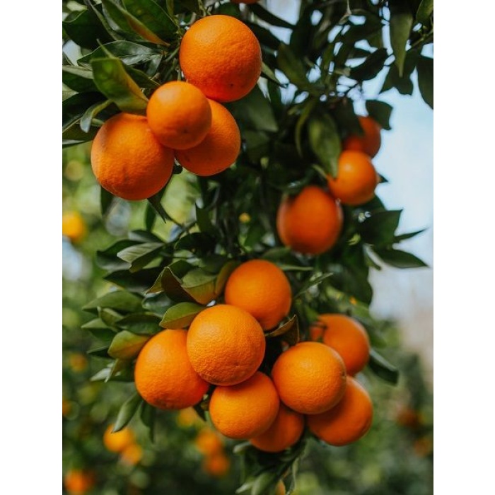 Portakal Fidanı WASHİNGTON Citrus sinensis Washington, +3 Yaş, +120 cm, Tüplü