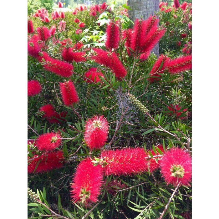 FIRÇA ÇALISI- Kırmızı (Callistemon Laevis)Boy 1,5m