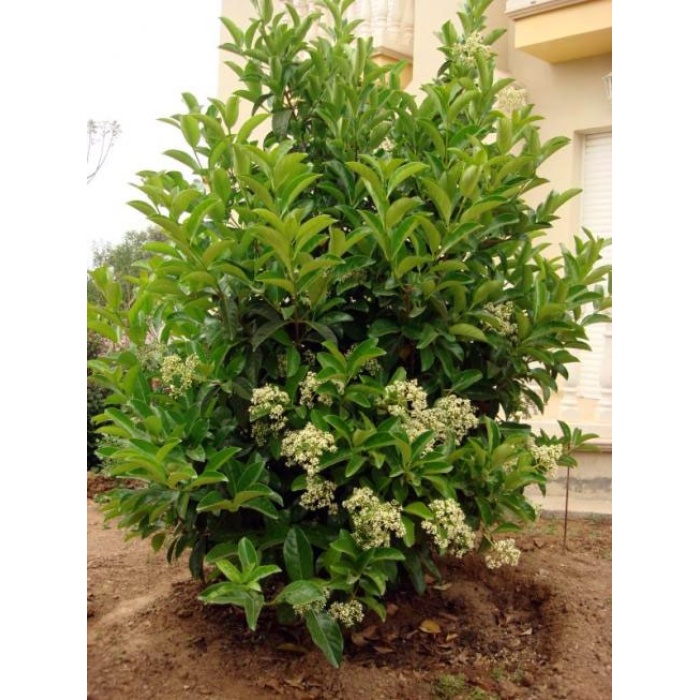 Parlak Yapraklı Kartopu(YAĞLI KARTOPU) – Viburnum Lucidum // 100 - 130 Cm Çit Bitkisi