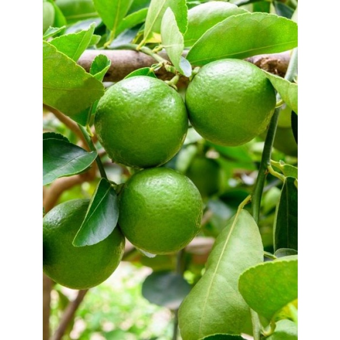 Limon Fidanı Misket Citrus aurantifolia Lime Misket Limon, 80-100 cm