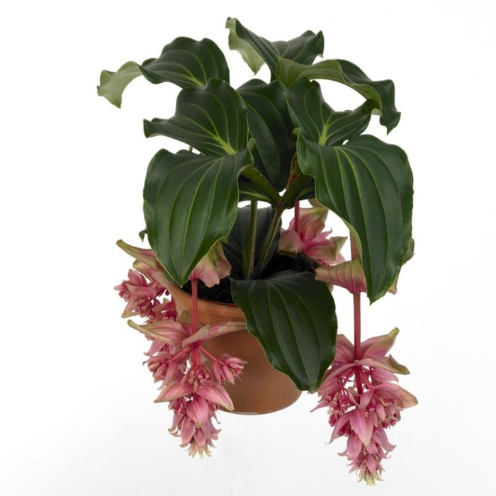 MEDİNE GÜLÜ ÇİÇEĞİ - Medinilla Magnifica