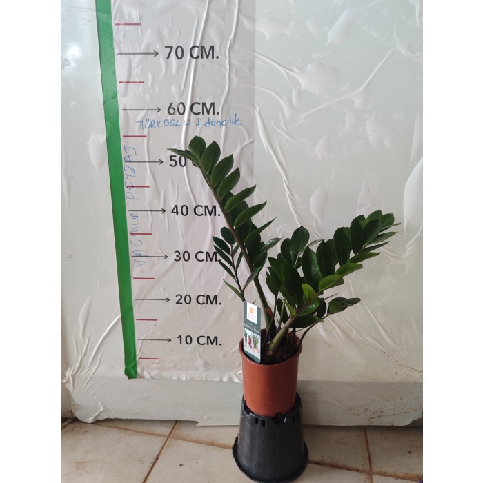 Zamia Çiçeği (Zeze - Zamioculcas Zamiifolia)