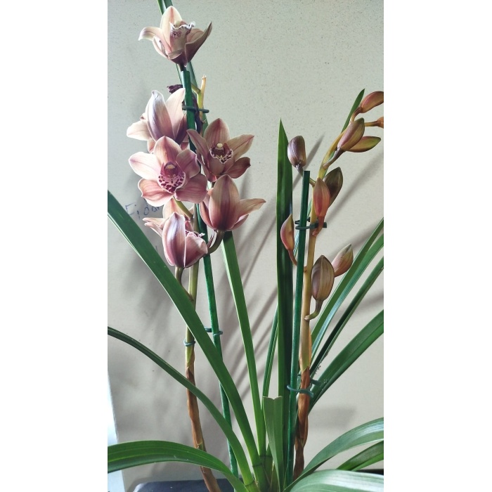 cymbidium orkide kahverengi renk