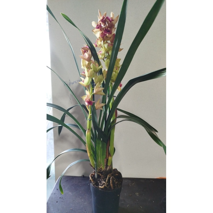 cymbidium orkide somon renk