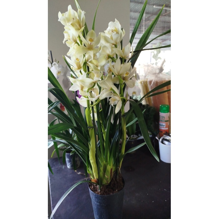 cymbidium orkide sarı renkli