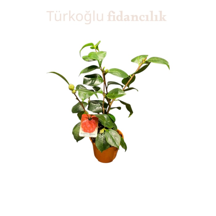 Kamelya Çiçeği İthal Camelia Japonica Kırmızı Çiçekli 50-60 Cm