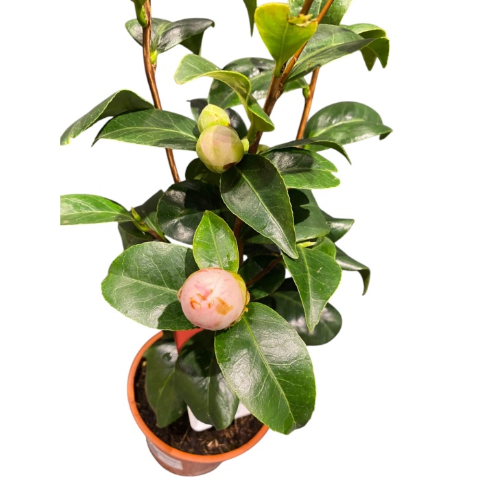 Kamelya Çiçeği İthal Camelia Japonica Kırmızı Çiçekli 50-60 Cm