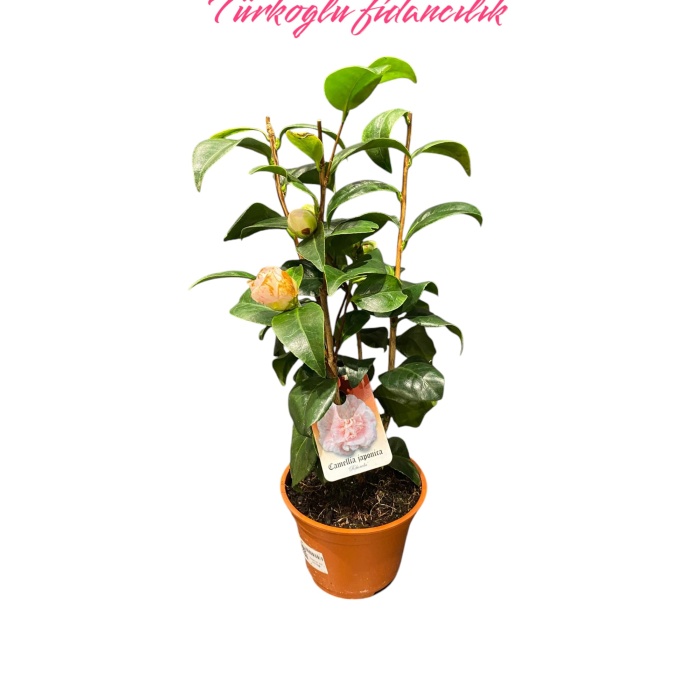 Kamelya Çiçeği İthal Camelia Japonica pembe Çiçekli 50-60 Cm