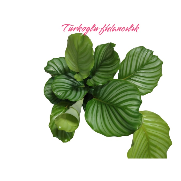 Dua Çiçegi (Calathea 40cm saksılı)ithal