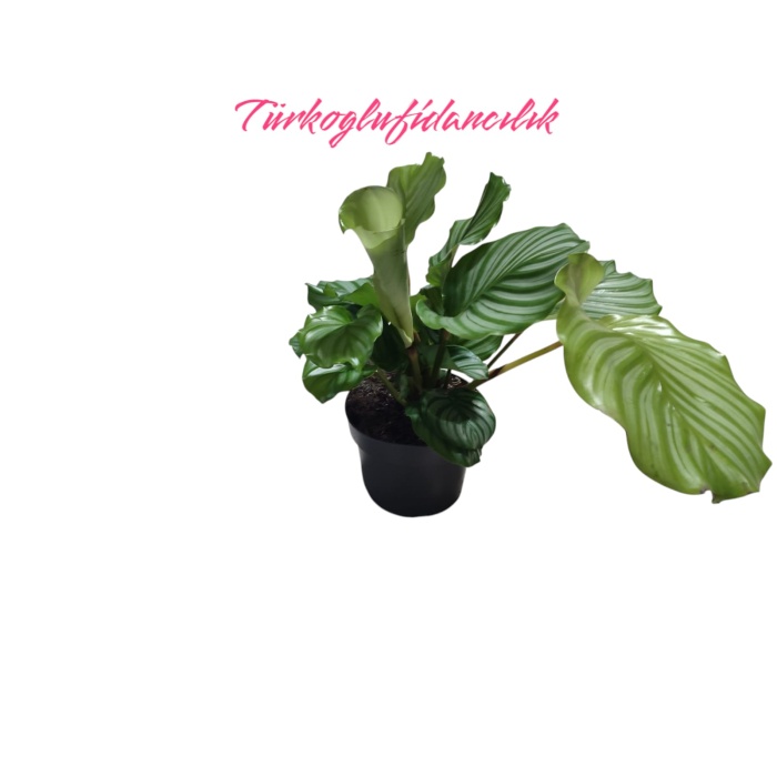 Dua Çiçegi (Calathea 40cm saksılı)ithal