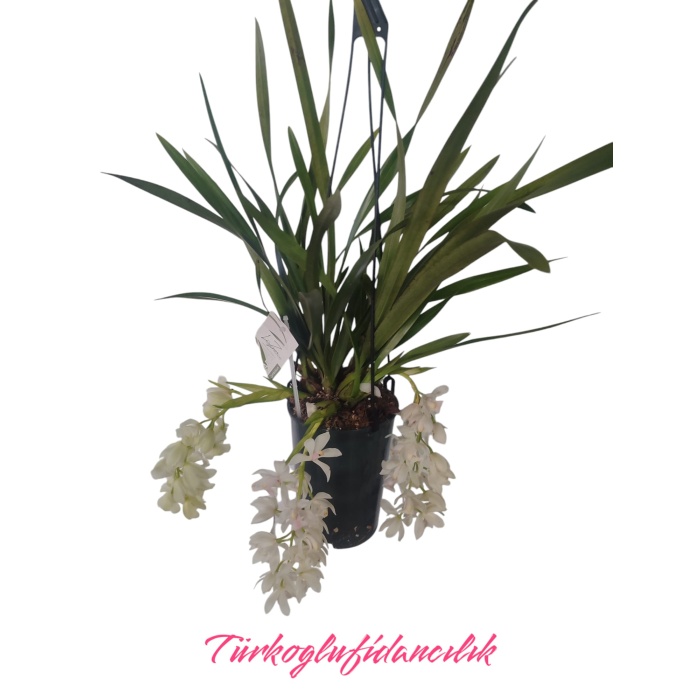 Beyaz sarkan çiçekli cybidium orkide