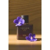 Zara Vibrant Leather & Violet Elixir