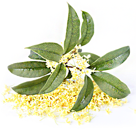 Osmanthus