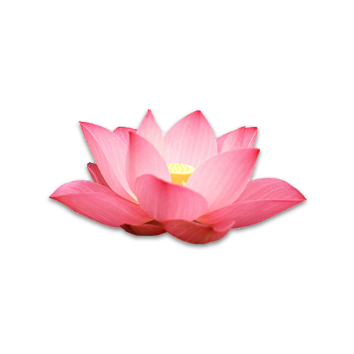 Pembe lotus