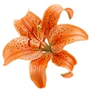 Kaplan zambağı "Lilium lancifolium"