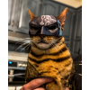 Yarasa Kedi Batman Kedi Maskesi P717887